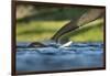 African Elephants in Chobe River, Chobe National Park, Botswana-Paul Souders-Framed Photographic Print