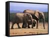 African Elephants (Loxodonta Africana), Addo Elephant National Park, South Africa, Africa-Steve & Ann Toon-Framed Stretched Canvas