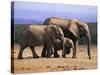 African Elephants (Loxodonta Africana), Addo Elephant National Park, South Africa, Africa-Steve & Ann Toon-Stretched Canvas