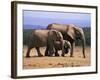 African Elephants (Loxodonta Africana), Addo Elephant National Park, South Africa, Africa-Steve & Ann Toon-Framed Photographic Print