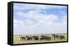 African Elephants (Loxodonta Africana), Amboseli National Park, Kenya, East Africa, Africa-Ann and Steve Toon-Framed Stretched Canvas