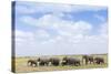 African Elephants (Loxodonta Africana), Amboseli National Park, Kenya, East Africa, Africa-Ann and Steve Toon-Stretched Canvas