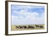 African Elephants (Loxodonta Africana), Amboseli National Park, Kenya, East Africa, Africa-Ann and Steve Toon-Framed Photographic Print