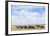 African Elephants (Loxodonta Africana), Amboseli National Park, Kenya, East Africa, Africa-Ann and Steve Toon-Framed Photographic Print