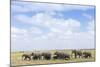 African Elephants (Loxodonta Africana), Amboseli National Park, Kenya, East Africa, Africa-Ann and Steve Toon-Mounted Photographic Print