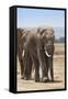 African Elephants (Loxodonta Africana), Amboseli National Park, Kenya, East Africa, Africa-Ann and Steve Toon-Framed Stretched Canvas