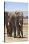 African Elephants (Loxodonta Africana), Amboseli National Park, Kenya, East Africa, Africa-Ann and Steve Toon-Stretched Canvas