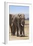 African Elephants (Loxodonta Africana), Amboseli National Park, Kenya, East Africa, Africa-Ann and Steve Toon-Framed Photographic Print