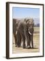 African Elephants (Loxodonta Africana), Amboseli National Park, Kenya, East Africa, Africa-Ann and Steve Toon-Framed Photographic Print