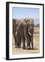 African Elephants (Loxodonta Africana), Amboseli National Park, Kenya, East Africa, Africa-Ann and Steve Toon-Framed Photographic Print