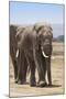 African Elephants (Loxodonta Africana), Amboseli National Park, Kenya, East Africa, Africa-Ann and Steve Toon-Mounted Photographic Print