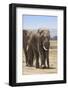 African Elephants (Loxodonta Africana), Amboseli National Park, Kenya, East Africa, Africa-Ann and Steve Toon-Framed Photographic Print