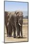 African Elephants (Loxodonta Africana), Amboseli National Park, Kenya, East Africa, Africa-Ann and Steve Toon-Mounted Photographic Print