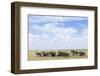 African Elephants (Loxodonta Africana), Amboseli National Park, Kenya, East Africa, Africa-Ann and Steve Toon-Framed Photographic Print