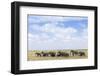 African Elephants (Loxodonta Africana), Amboseli National Park, Kenya, East Africa, Africa-Ann and Steve Toon-Framed Photographic Print