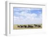 African Elephants (Loxodonta Africana), Amboseli National Park, Kenya, East Africa, Africa-Ann and Steve Toon-Framed Photographic Print