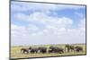 African Elephants (Loxodonta Africana), Amboseli National Park, Kenya, East Africa, Africa-Ann and Steve Toon-Mounted Photographic Print