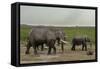 African Elephants (Loxodonta Africana), Amboseli National Park, Kenya, East Africa, Africa-Sergio Pitamitz-Framed Stretched Canvas
