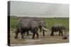 African Elephants (Loxodonta Africana), Amboseli National Park, Kenya, East Africa, Africa-Sergio Pitamitz-Stretched Canvas