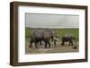 African Elephants (Loxodonta Africana), Amboseli National Park, Kenya, East Africa, Africa-Sergio Pitamitz-Framed Photographic Print