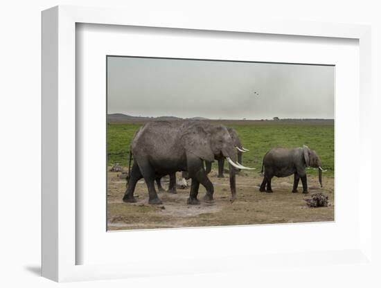 African Elephants (Loxodonta Africana), Amboseli National Park, Kenya, East Africa, Africa-Sergio Pitamitz-Framed Photographic Print