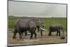 African Elephants (Loxodonta Africana), Amboseli National Park, Kenya, East Africa, Africa-Sergio Pitamitz-Mounted Photographic Print