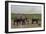 African Elephants (Loxodonta Africana), Amboseli National Park, Kenya, East Africa, Africa-Sergio Pitamitz-Framed Photographic Print