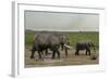 African Elephants (Loxodonta Africana), Amboseli National Park, Kenya, East Africa, Africa-Sergio Pitamitz-Framed Photographic Print