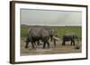 African Elephants (Loxodonta Africana), Amboseli National Park, Kenya, East Africa, Africa-Sergio Pitamitz-Framed Photographic Print