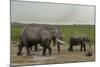 African Elephants (Loxodonta Africana), Amboseli National Park, Kenya, East Africa, Africa-Sergio Pitamitz-Mounted Photographic Print