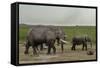 African Elephants (Loxodonta Africana), Amboseli National Park, Kenya, East Africa, Africa-Sergio Pitamitz-Framed Stretched Canvas