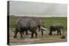 African Elephants (Loxodonta Africana), Amboseli National Park, Kenya, East Africa, Africa-Sergio Pitamitz-Stretched Canvas