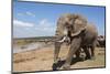 African Elephants (Loxodonta Africana) at Hapoor Waterhole-Ann and Steve Toon-Mounted Photographic Print