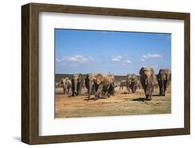 African Elephants (Loxodonta Africana) at Hapoor Waterhole-Ann and Steve Toon-Framed Photographic Print