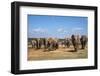 African Elephants (Loxodonta Africana) at Hapoor Waterhole-Ann and Steve Toon-Framed Photographic Print