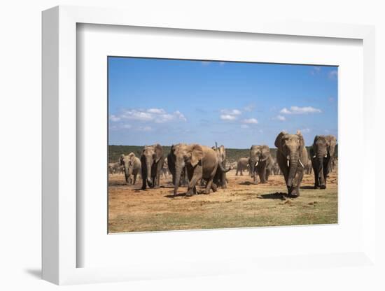 African Elephants (Loxodonta Africana) at Hapoor Waterhole-Ann and Steve Toon-Framed Photographic Print