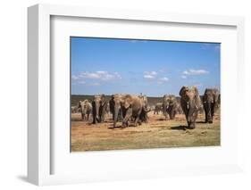 African Elephants (Loxodonta Africana) at Hapoor Waterhole-Ann and Steve Toon-Framed Photographic Print