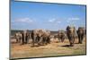 African Elephants (Loxodonta Africana) at Hapoor Waterhole-Ann and Steve Toon-Mounted Photographic Print