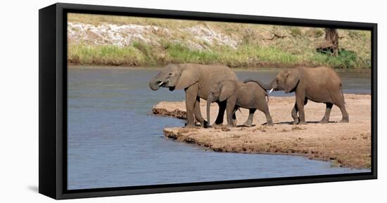 African Elephants (Loxodonta Africana) at River, Samburu National Reserve, Kenya-null-Framed Stretched Canvas