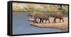 African Elephants (Loxodonta Africana) at River, Samburu National Reserve, Kenya-null-Framed Stretched Canvas