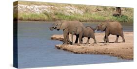 African Elephants (Loxodonta Africana) at River, Samburu National Reserve, Kenya-null-Stretched Canvas