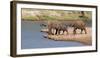 African Elephants (Loxodonta Africana) at River, Samburu National Reserve, Kenya-null-Framed Photographic Print