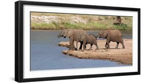 African Elephants (Loxodonta Africana) at River, Samburu National Reserve, Kenya-null-Framed Photographic Print