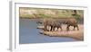 African Elephants (Loxodonta Africana) at River, Samburu National Reserve, Kenya-null-Framed Photographic Print