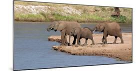 African Elephants (Loxodonta Africana) at River, Samburu National Reserve, Kenya-null-Mounted Photographic Print