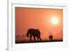 African elephants (Loxodonta africana) at sunset, Chobe National Park, Botswana-Ann and Steve Toon-Framed Photographic Print