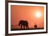 African elephants (Loxodonta africana) at sunset, Chobe National Park, Botswana-Ann and Steve Toon-Framed Photographic Print