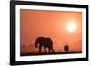 African elephants (Loxodonta africana) at sunset, Chobe National Park, Botswana-Ann and Steve Toon-Framed Photographic Print