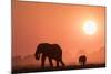 African elephants (Loxodonta africana) at sunset, Chobe National Park, Botswana-Ann and Steve Toon-Mounted Photographic Print