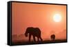 African elephants (Loxodonta africana) at sunset, Chobe National Park, Botswana-Ann and Steve Toon-Framed Stretched Canvas